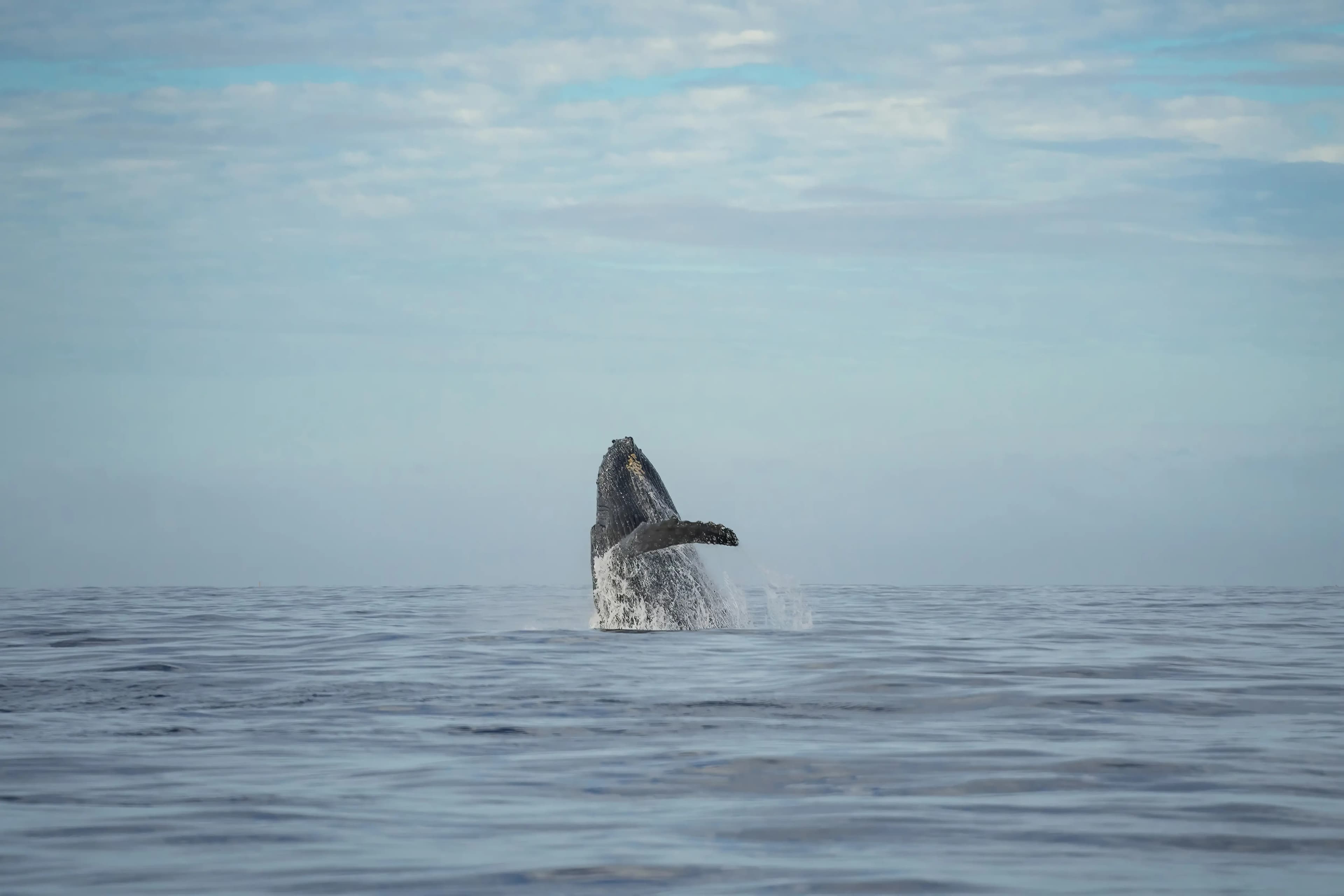 Ouisy parapente le saut de baleine c'est visible en parapente